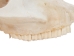 Belgium Draft Horse Skull: Gallery Item - 15-222-G6324 (Y2PXX)