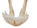 Belgium Draft Horse Skull: Gallery Item - 15-222-G6324 (Y2PXX)