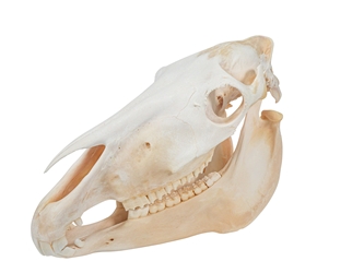 Belgium Draft Horse Skull: Gallery Item 