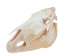 Belgium Draft Horse Skull: Gallery Item - 15-222-G6324 (Y2PXX)