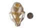 Domesticated House Cat Skull: Gallery Item - 15-235-G6353 (Y2KC15)