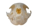 Domesticated House Cat Skull: Gallery Item - 15-235-G6353 (Y2KC15)