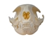 Domesticated House Cat Skull: Gallery Item - 15-235-G6353 (Y2K)