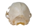 Domesticated House Cat Skull: Gallery Item - 15-235-G6353 (Y2KC15)