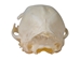 Domesticated House Cat Skull: Gallery Item - 15-235-G6353 (Y2K)