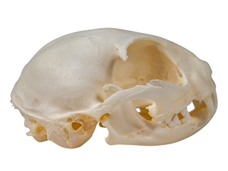 Domesticated House Cat Skull: Gallery Item 