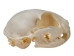 Domesticated House Cat Skull: Gallery Item - 15-235-G6353 (Y2KC15)