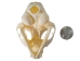 Domesticated House Cat Skull: Gallery Item - 15-235-G6354 (Y2KC15)
