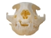 Domesticated House Cat Skull: Gallery Item - 15-235-G6354 (Y2KC15)