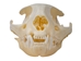 Domesticated House Cat Skull: Gallery Item - 15-235-G6354 (Y2K)