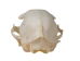 Domesticated House Cat Skull: Gallery Item - 15-235-G6354 (Y2KC15)