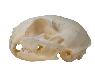 Domesticated House Cat Skull: Gallery Item 