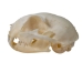 Domesticated House Cat Skull: Gallery Item - 15-235-G6354 (Y2KC15)