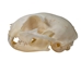 Domesticated House Cat Skull: Gallery Item - 15-235-G6354 (Y2K)
