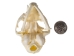 Domesticated House Cat Skull: Gallery Item - 15-235-G6355 (Y2KC15)