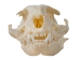 Domesticated House Cat Skull: Gallery Item - 15-235-G6355 (Y2KC15)