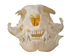Domesticated House Cat Skull: Gallery Item - 15-235-G6355 (Y2K)