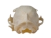 Domesticated House Cat Skull: Gallery Item - 15-235-G6355 (Y2KC15)