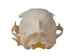 Domesticated House Cat Skull: Gallery Item - 15-235-G6355 (Y2K)