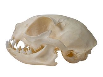 Domesticated House Cat Skull: Gallery Item 