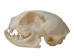 Domesticated House Cat Skull: Gallery Item - 15-235-G6355 (Y2KC15)