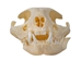 Domesticated House Cat Skull: Gallery Item - 15-235-G6356 (Y2K)
