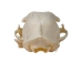 Domesticated House Cat Skull: Gallery Item - 15-235-G6356 (Y2KC15)