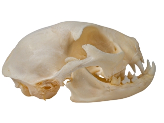 Domesticated House Cat Skull: Gallery Item 