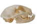 Domesticated House Cat Skull: Gallery Item - 15-235-G6356 (Y2KC15)