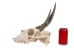 Weathered Nilgai Skull: #2: Gallery Item - 15-243-W2-G08 (Y2NRG)