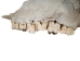 Weathered Nilgai Skull: #2: Gallery Item - 15-243-W2-G08 (Y2NRG)
