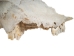 Weathered Nilgai Skull: #2: Gallery Item - 15-243-W2-G08 (Y2NRG)