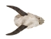 Weathered Nilgai Skull: #2: Gallery Item - 15-243-W2-G08 (Y2NRG)