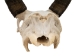 Weathered Nilgai Skull: #2: Gallery Item - 15-243-W2-G08 (Y2NRG)