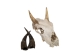 Weathered Nilgai Skull: #2: Gallery Item - 15-243-W2-G08 (Y2NRG)