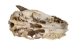 Weathered Nilgai Skull: #2: Gallery Item - 15-243-W2-G08 (Y2NRG)