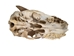 Weathered Nilgai Skull: #2: Gallery Item - 15-243-W2-G08 (Y2N)