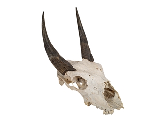Weathered Nilgai Skull: #2: Gallery Item 
