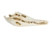 Nile Crocodile Skull: Gallery Item - 15-4NC-G6417 (Y3LRW)