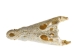 Nile Crocodile Skull: Gallery Item - 15-4NC-G6417 (Y3LRW)