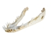 Nile Crocodile Skull: Gallery Item - 15-4NC-G6417 (Y3LRW)