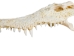 Nile Crocodile Skull: Gallery Item - 15-4NC-G6417 (Y3LRW)