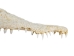Nile Crocodile Skull: Gallery Item - 15-4NC-G6417 (Y3LRW)