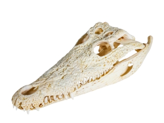 Nile Crocodile Skull: Gallery Item 