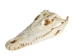 Nile Crocodile Skull: Gallery Item - 15-4NC-G6417 (Y3LRW)