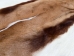 Springbok Skin: #2: Grade A: Gallery Item - 155-2A-G4884 (Y1FRF)
