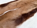 Springbok Skin: #2: Grade A: Gallery Item - 155-2A-G4884 (Y1E)