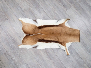Springbok Skin: #2: Grade A: Gallery Item 