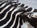 Zebra Skin: Grade 1: Gallery Item - 168-1-G6304 (8UL27)
