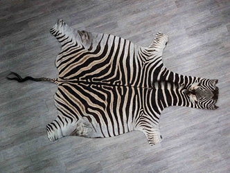 Zebra Skin: Grade 1: Gallery Item 